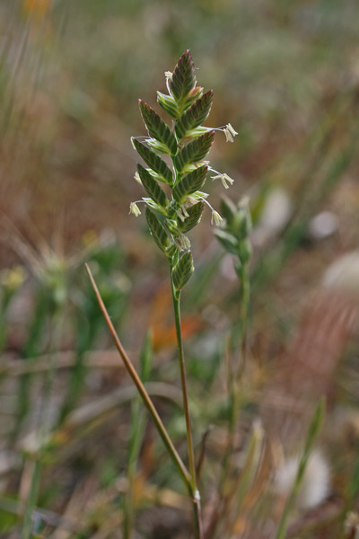 Desmazeria sicula, Logliarello siciliano