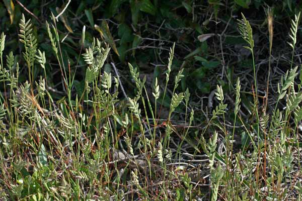 Desmazeria sicula, Logliarello siciliano