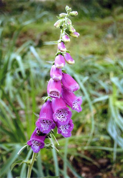 Digitalis purpurea, Digitale rossa, Erba aralda, Guancelli, Digitali, Ditali, Poddigale