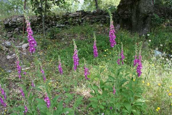 Digitalis purpurea, Digitale rossa, Erba aralda, Guancelli, Digitali, Ditali, Poddigale