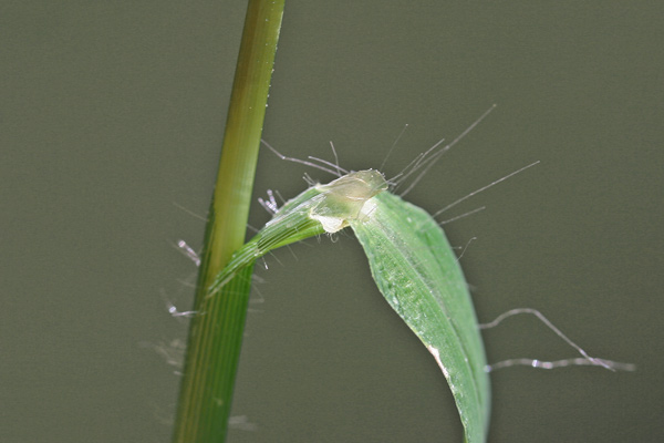 Digitaria sanguinalis, Digitaria sanguinella, Sanguinella comune