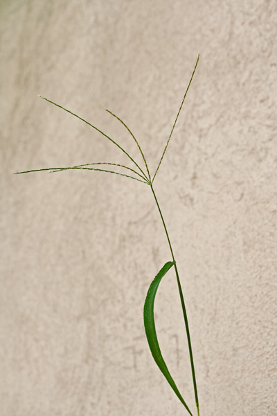 Digitaria sanguinalis, Digitaria sanguinella, Sanguinella comune