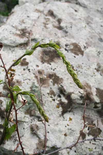 Dioscorea communis, Cerasiola, Tamaro, Uva tamina, Vite nera, Viticella, Axina de margiani, Asparagi de cannitu, Ligadolza