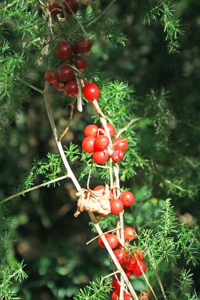 Dioscorea communis, Cerasiola, Tamaro, Uva tamina, Vite nera, Viticella, Axina de margiani, Asparagi de cannitu, Ligadolza