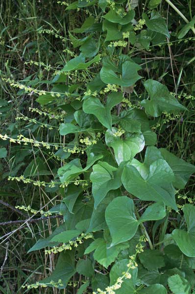 Dioscorea communis, Cerasiola, Tamaro, Uva tamina, Vite nera, Viticella, Axina de margiani, Asparagi de cannitu, Ligadolza