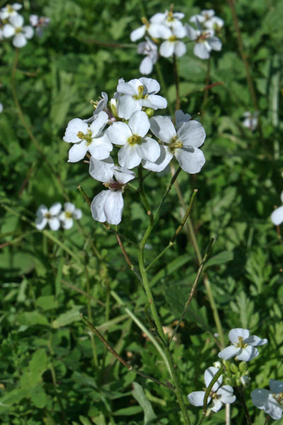 Diplotaxis erucoides, Ruchetta violacea, Rucoletta, Ambuatza, Ambulatza, Arruccas biancas