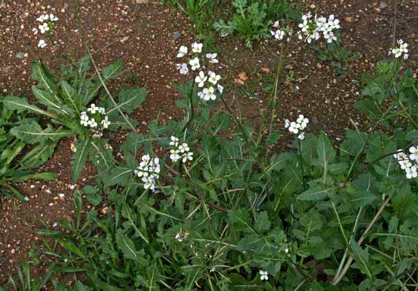 Diplotaxis erucoides, Ruchetta violacea, Rucoletta, Ambuatza, Ambulatza, Arruccas biancas