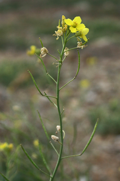 Diplotaxis tenuifolia, Ruchetta selvatica, Grozitta, Gruzitta, Ruchita salvaggia