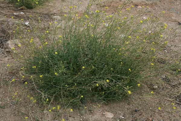 Diplotaxis tenuifolia, Ruchetta selvatica, Grozitta, Gruzitta, Ruchita salvaggia