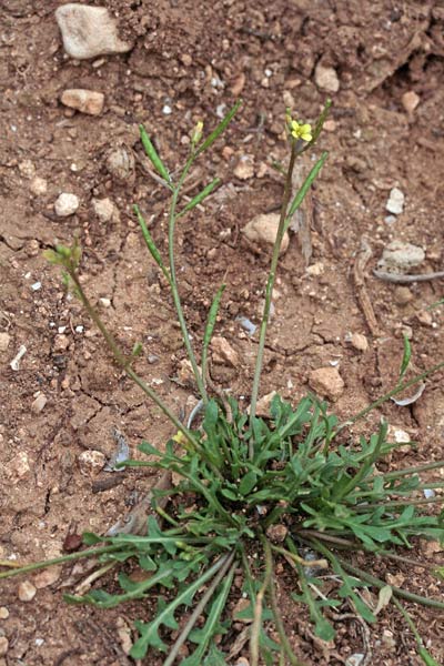 Diplotaxis viminea, Ruchetta minore, Arruchita, Ruca