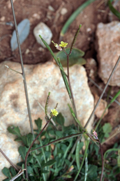 Diplotaxis viminea, Ruchetta minore, Arruchita, Ruca