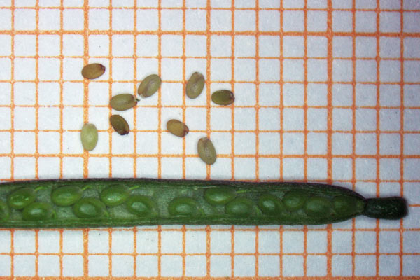 Diplotaxis viminea, Ruchetta minore, Arruchita, Ruca