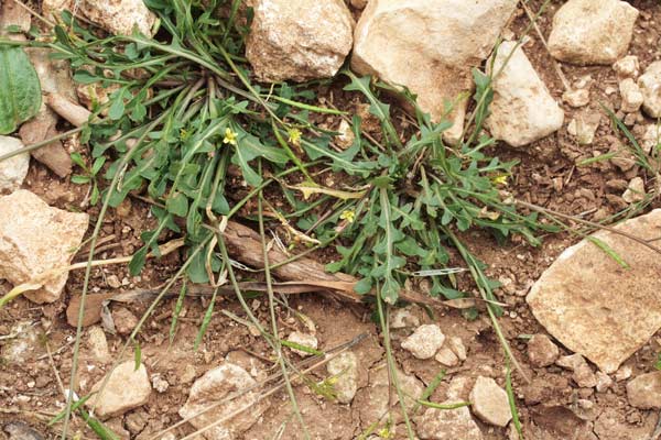 Diplotaxis viminea, Ruchetta minore, Arruchita, Ruca