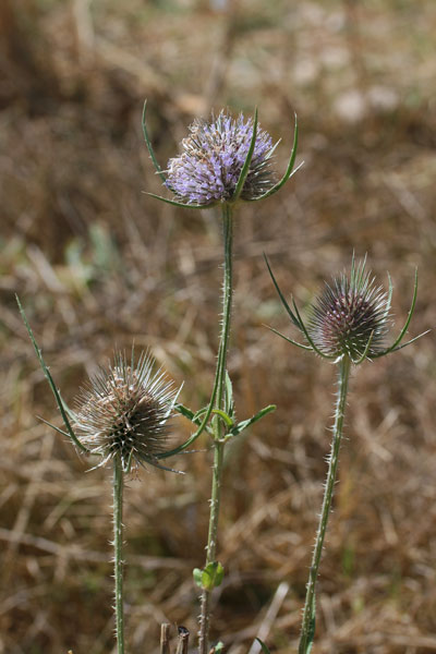 Dipsacus fullonum, Cardo, Scardaccione selvatico, Aldu candela, Ariedda, Bardu candela, Billatteri, Billotti, Canna de amorai, Canna gurpina, Cardettu, Cardu aresti, Cardu muentis, Cima de pastori, Ispinazza, Ispini, Stiocore, Uscradinu de porcu