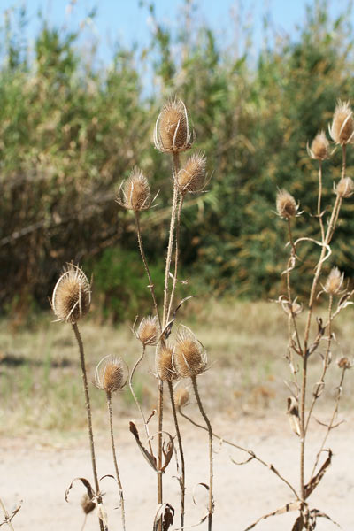 Dipsacus fullonum, Cardo, Scardaccione selvatico, Aldu candela, Ariedda, Bardu candela, Billatteri, Billotti, Canna de amorai, Canna gurpina, Cardettu, Cardu aresti, Cardu muentis, Cima de pastori, Ispinazza, Ispini, Stiocore, Uscradinu de porcu