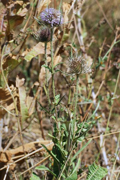 Dipsacus fullonum, Cardo, Scardaccione selvatico, Aldu candela, Ariedda, Bardu candela, Billatteri, Billotti, Canna de amorai, Canna gurpina, Cardettu, Cardu aresti, Cardu muentis, Cima de pastori, Ispinazza, Ispini, Stiocore, Uscradinu de porcu