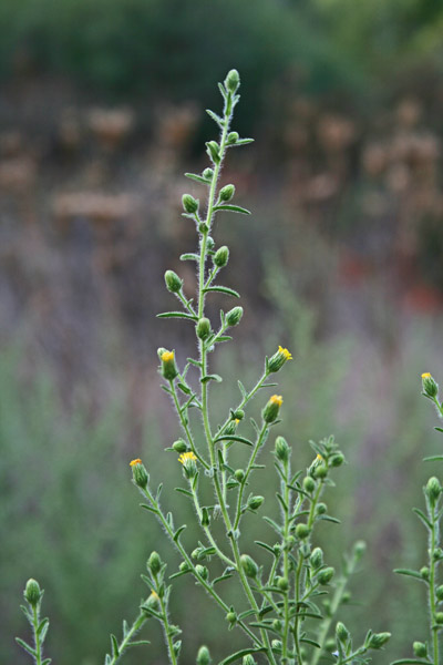 Dittrichia graveolens, Bistorno, Cicutaja, Enula cespita, Eiva frissa, Eiba frissa, Erba pudia, Erba pudida, Frissa pudescia, Mudregoni