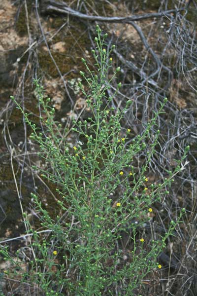 Dittrichia graveolens, Bistorno, Cicutaja, Enula cespita, Eiva frissa, Eiba frissa, Erba pudia, Erba pudida, Frissa pudescia, Mudregoni