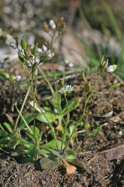 Draba verna subsp. praecox, Draba primaverile, Draba precoce