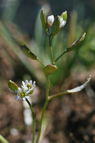 Draba verna subsp. praecox, Draba primaverile, Draba precoce