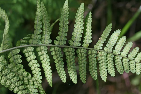 Dryopteris pallida, Felce di Villars