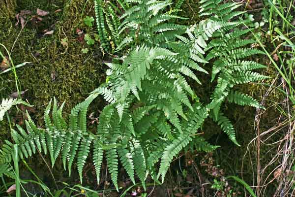 Dryopteris pallida, Felce di Villars