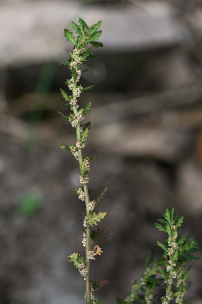 Dysphania pumilio, Farinello pumilio