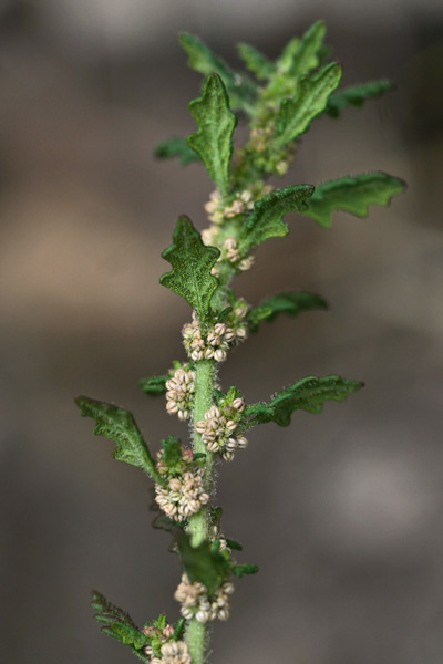 Dysphania pumilio, Farinello pumilio