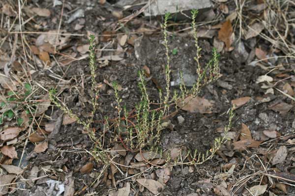 Dysphania pumilio, Farinello pumilio