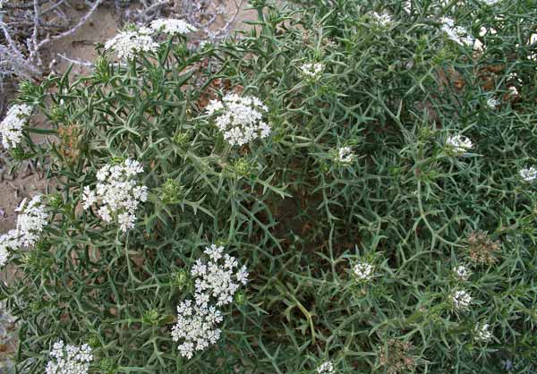 Echinophora spinosa, Carota spinosa, Carota delle spiagge, Pistinaga marina