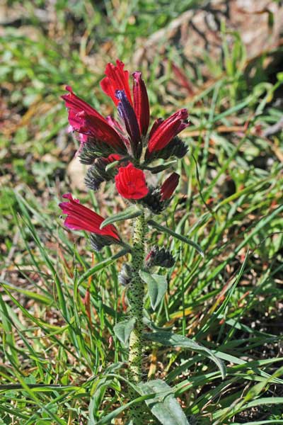 Echium creticum, Viperina cretese