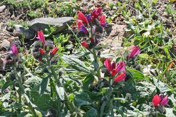 Echium creticum, Viperina cretese