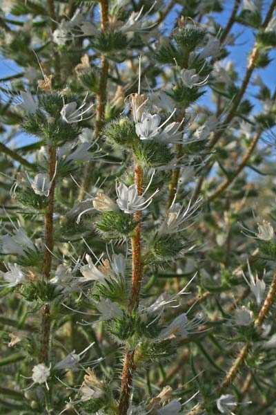 Echium italicum, Viperina bianca, Viperina maggiore, Coa de margiani, Lingua de boi