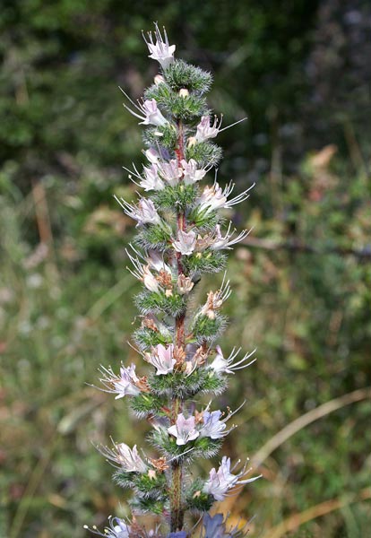 Echium italicum, Viperina bianca, Viperina maggiore, Coa de margiani, Lingua de boi