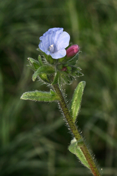 Echium parviflorum, Viperina parviflora