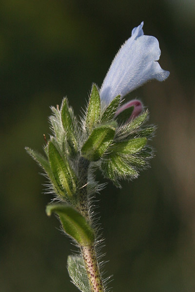 Echium parviflorum, Viperina parviflora