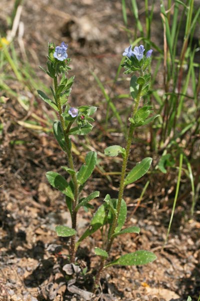 Echium parviflorum, Viperina parviflora