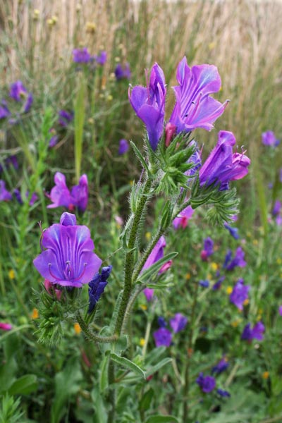 Echium plantagineum, Viperina piantaginea, Cotonosa, Erba de porcus, Limbuda