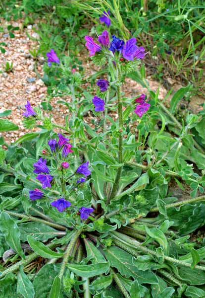 Echium plantagineum, Viperina piantaginea, Cotonosa, Erba de porcus, Limbuda