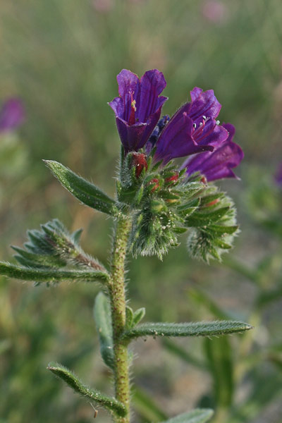 Echium sabulicola, Viperina delle spiagge