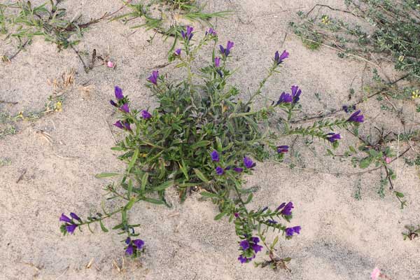 Echium sabulicola, Viperina delle spiagge