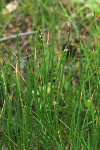 Eleocharis palustris, Giunchina comune