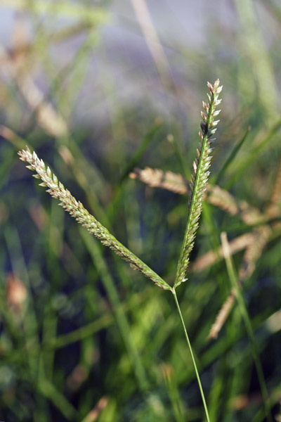 Eleusine indica, Gramigna indiana