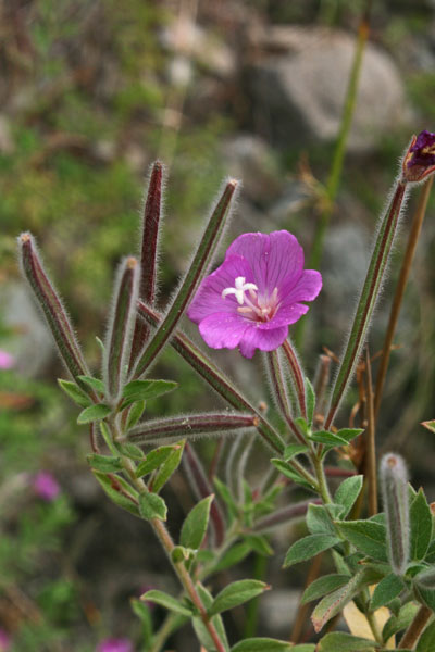 Epilobium hirsutum, Garofanini d'acqua, Viole di palude, Frori de acqua