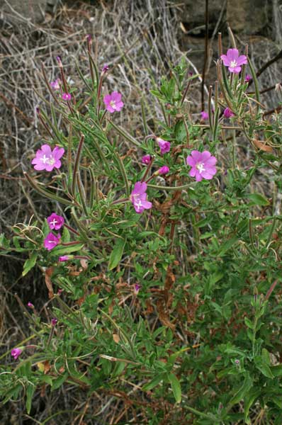 Epilobium hirsutum, Garofanini d'acqua, Viole di palude, Frori de acqua