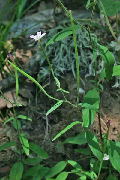 Epilobium lanceolatum, Epilobio lanceolato, Garofanino lanceolato