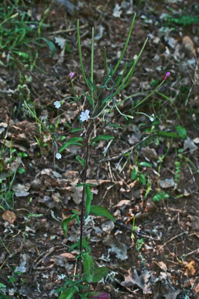 Epilobium lanceolatum, Epilobio lanceolato, Garofanino lanceolato