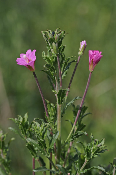 Epilobium tetragonum subsp. tournefortii, Garofanino quadrelletto