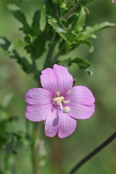 Epilobium tetragonum subsp. tournefortii, Garofanino quadrelletto