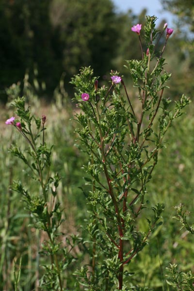 Epilobium tetragonum subsp. tournefortii, Garofanino quadrelletto